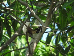 Campylorhynchus chiapensis