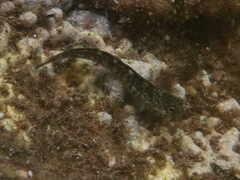 Entomacrodus marmoratus