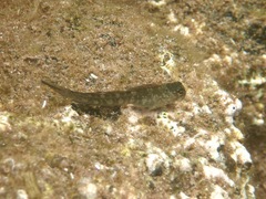 Entomacrodus marmoratus