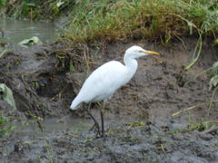 Bubulcus ibis