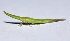 Pseudocephalelus bleusei