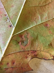 Stigmella nigriverticella