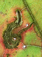 Stigmella nigriverticella