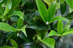 Pittosporum balansae