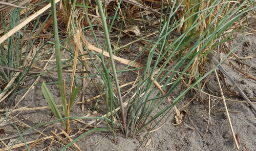 Trachyandra arvensis