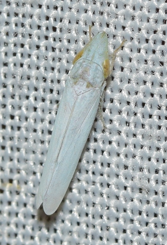 Pseudocephalelus