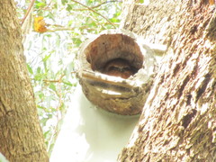 Ninox boobook ocellata