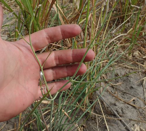 Trachyandra arvensis