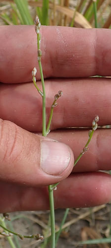 Trachyandra arvensis image