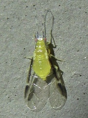 Monellia caryella