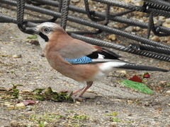 Garrulus glandarius