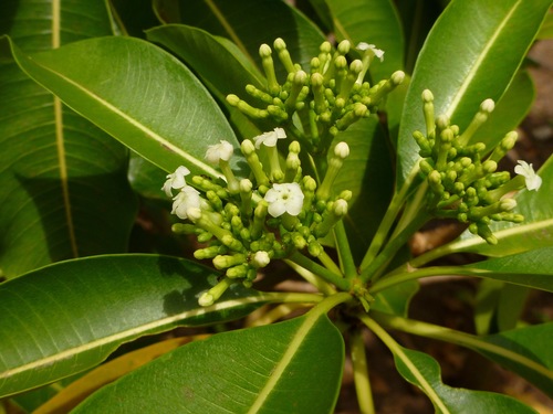 Rauvolfia sandwicensis