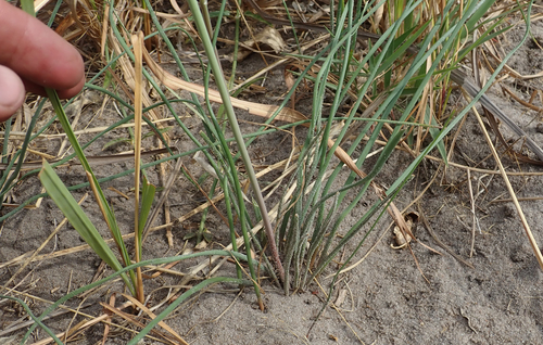 Trachyandra arvensis