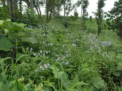 Adenophora divaricata