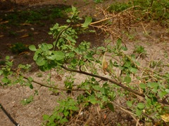 Chenopodium oahuense