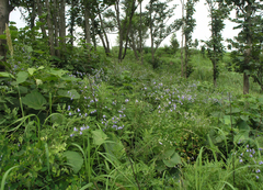 Adenophora divaricata