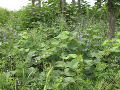 Adenophora divaricata