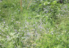 Adenophora divaricata