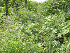 Adenophora divaricata