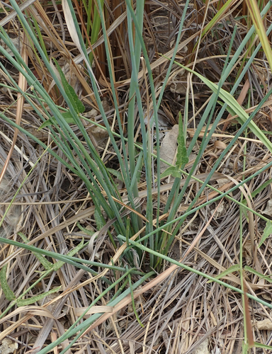 Trachyandra arvensis