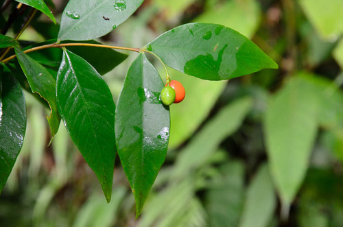 Wikstroemia nutans Champ. ex Benth.