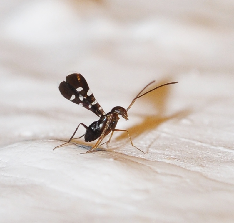 Encyrtinae
