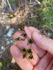 Hypericum dolabriforme