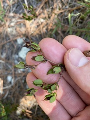 Hypericum dolabriforme