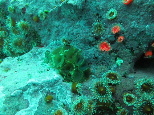 Sabellida