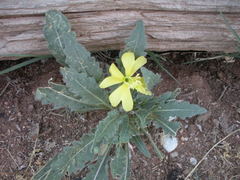 Oenothera primiveris primiveris
