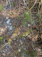 Hypericum dolabriforme