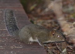 Sciurotamias davidianus