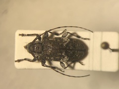 Astylopsis macula