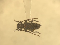 Eupogonius pauper