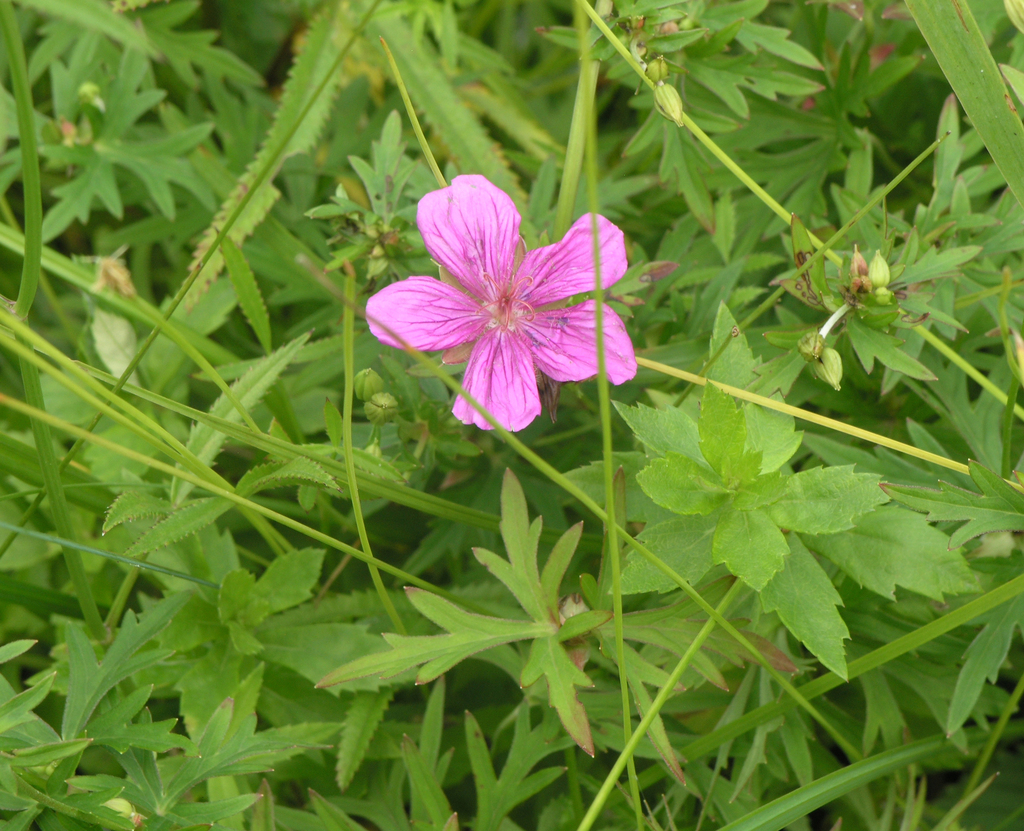 Geranium soboliferum; photograph (c) Oleg Kosterin, some rights reserved (CC BY)