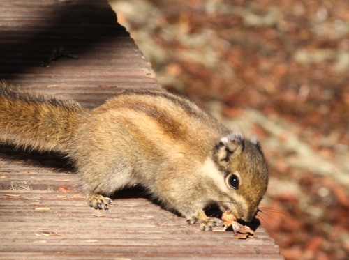 Swinhoe's Striped Squirrel