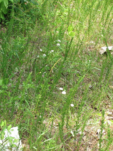 Image of Marshallia mohrii by (c) Curtis Hansen, some rights reserved (CC BY)