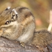 Asian Striped Squirrels - Photo (c) Lee E. Harding, some rights reserved (CC BY-NC), uploaded by Lee E. Harding