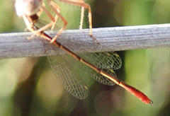 Agriocnemis victoria