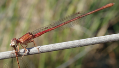 Ceriagrion katamborae