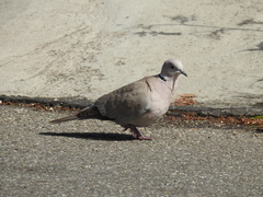 Streptopelia decaocto