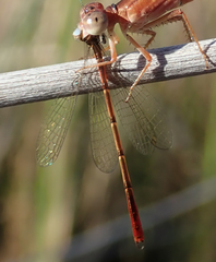 Agriocnemis victoria