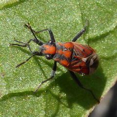 Haemobaphus concinnus