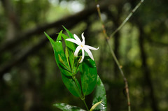 Jasminum laurifolium
