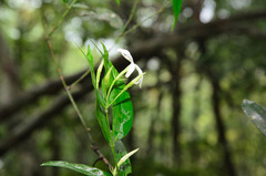 Jasminum laurifolium