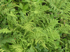 Athyrium yokoscense