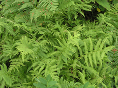 Athyrium yokoscense