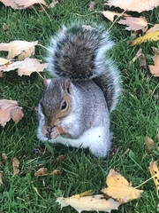Sciurus carolinensis