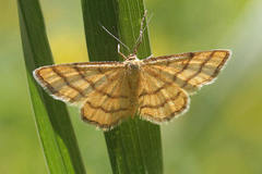 Idaea aureolaria
