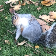 Sciurus carolinensis